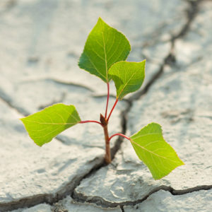 small plant representing how Trauma Therapy in St. Petersburg can help you find healing. Our Florida counseling practice is LGBTQ affirming and supportive of anyone looking for healing of past trauma.