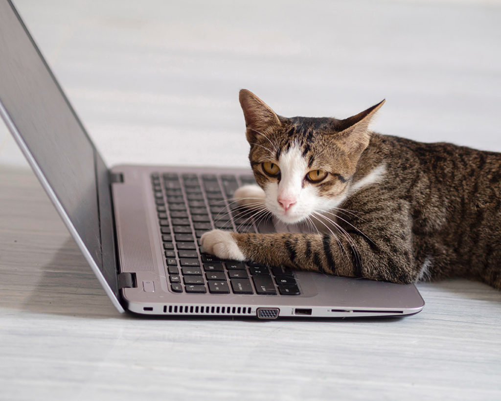 a cat sitting on a computer representing how we offer Teletherapy/online counseling/online therapy in Florida