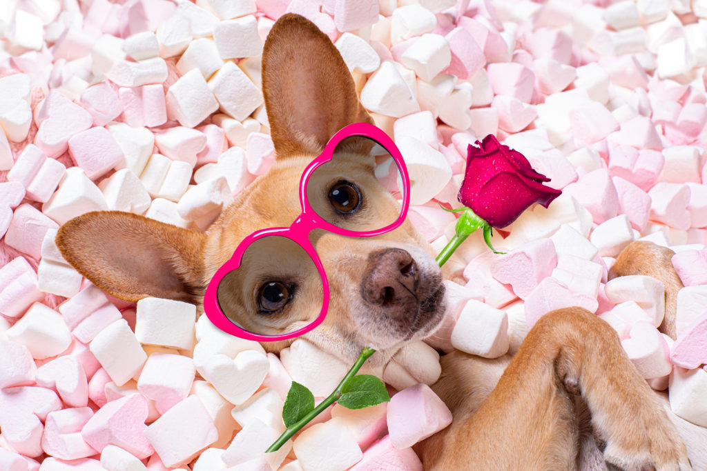 Dog with glasses on and rose in mouth laying in candies. You can have your relationship vision in marriage counseling in Florida, including online couples therapy and relationship counseling online in Florida. St. Petersburg, FL therapists from Me Therapy can help!