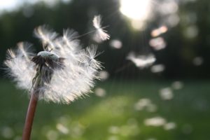 Dandelion blowing seeds. This St. Pete therapist shares tips for the Highly Sensitive Person who needs online therapy in Florida for anxiety, trauma, sex therapy, marriage counseling, couples therapy and more. You can get therapy in St. Petersburg, FL here. 33701