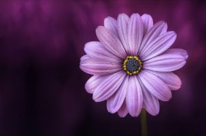 Dark purple background with a flower in front with a purple overlay. A St. Pete therapist shares about anxiety treatment in St. Petersburg, FL with online therapy in Florida. Anxiety help is here for you with therapy for anxiety with a St. Petersburg therapist.