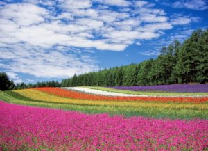 Field of flowers, with rows of the same colors stretching like stripes with trees and blue sky in the background. A St. Pete therapist shares about anxiety treatment in St. Petersburg, FL with online therapy in Florida. Anxiety help is here for you with therapy for anxiety with a St. Petersburg therapist.