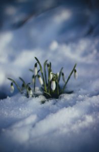 Snow Drops Transitions to Spring. A St. Pete therapist shares tips as the anniversary of COVID passes. You can get therapy in St. Petersburg, FL 33701 with counseling in St Pete or online therapy in Florida for anxiety, trauma, sex therapy, marriage counseling and more.