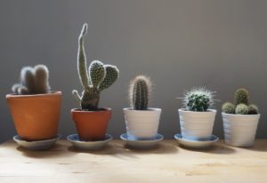 5 cactus plants in individual pots lined up in a row. Belonging as an individual in therapy in St. Petersburg, FL can help you feel more comfortable in your uniqueness. You can get individual therapy in St. Pete here with a skilled St Petersburg, FL therapist with online therapy in Florida for anxiety, depression, relationships and more.