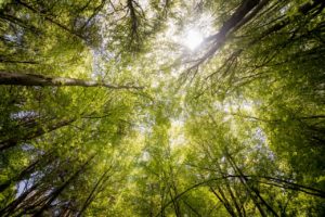 Trees viewed from below, showing the peace that can come with online therapy in Florida with a St. Pete therapist. Get support you need with therapy or counseling in St. Petersburg, FL here.