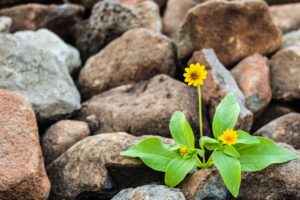 Flowers growing through rocks showing the resilience and stamina you can get with therapy in St. Petersburg, FL with online therapy in Florida.