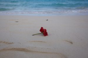 Flower on the beach by the ocean. How to support a loved one through grief counseling in St. Petersburg, FL with a St. Pete therapist for anxiety, marriage counseling or relationship therapy near St Petersburg, FL.