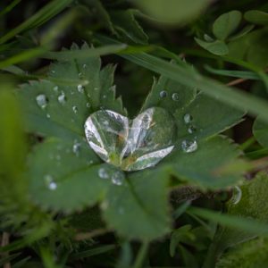 Drop of rain hitting a green leaf. How to know what you really want in relationships