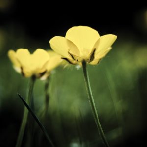 Two yellow flowers with a green background. How to know what you really want in relationships
