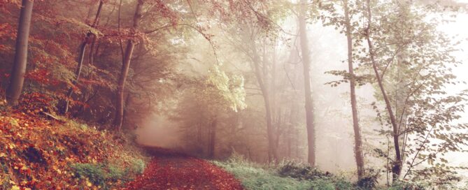 Calming Path Through Woods